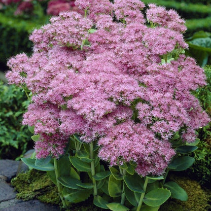 Sedum 'Brilliant' Perennial Bedding