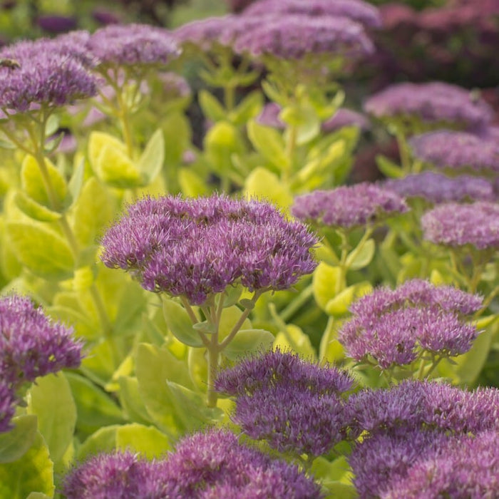 Sedum 'Brilliant' Perennial Bedding