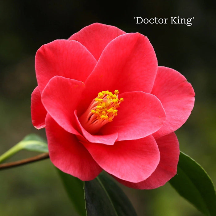 Camellia japonica 'Doctor King' in a 5L Pot