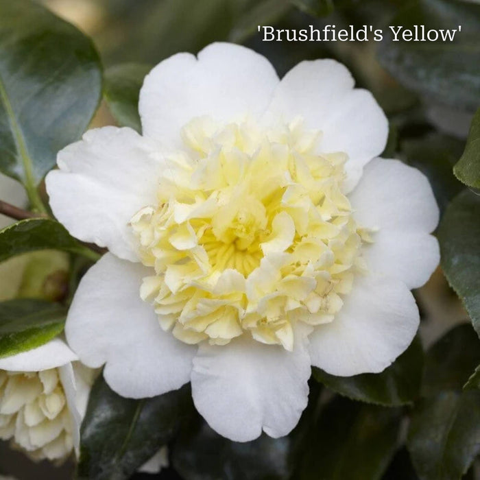 Camellia Gift Gift Option